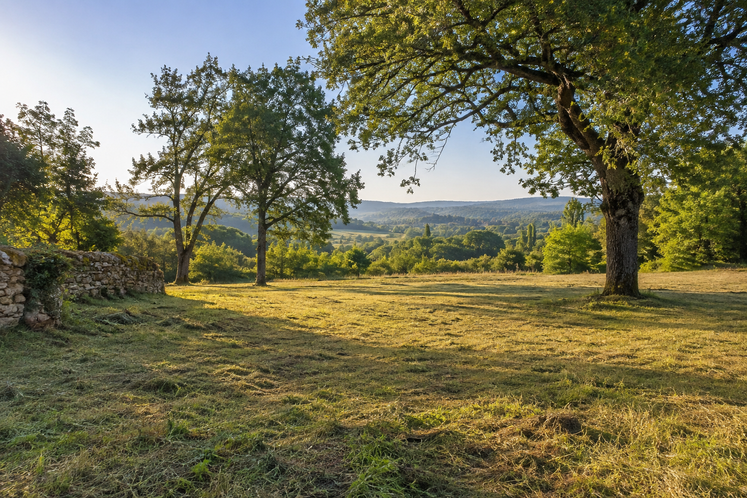 Terrain dégagé et entretenu sous des arbres — illustration d’ambiance